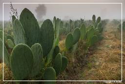 Nazca (54) Cacti (Opuntia cochenillifera)