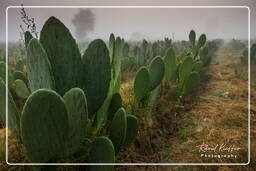 Nazca (54) Cactos (Opuntia cochenillifera)