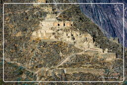 Ollantaytambo (31) Rovine di Pinkuylluna