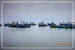 Paracas National Reservat (12) Hafen von Paracas