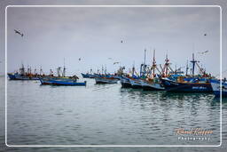 Réserve Nationale de Paracas (14) Port de Paracas