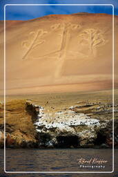 Geoglyph El Candelabro, Paracas National Reservation (37)