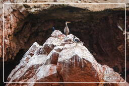 Riserva Nazionale di Paracas (46) Isole Ballestas