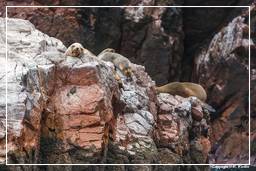 Paracas National Reservation (63) Ballestas islands - South American sea lion