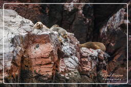 Réserve Nationale de Paracas (63) Îles Ballestas - Otarie à crinière