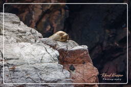 Riserva Nazionale di Paracas (65) Isole Ballestas - Leone marino sudamericano