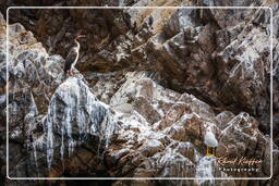 Paracas National Reservation (86) Ballestas islands - Guanay cormorant