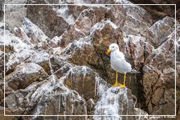 Paracas National Reservation (88) Ballestas islands - Belcher’s gull