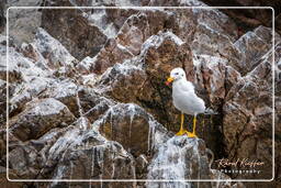 Ballestas islands - Belcher’s gull, Paracas National Reservation (88)