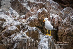 Réserve Nationale de Paracas (88) Îles Ballestas - Goéland siméon