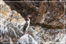 Paracas National Reservation (89) Ballestas islands - Guanay cormorant