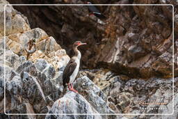 Ballestas islands - Guanay cormorant, Paracas National Reservation (89)