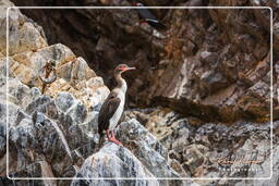 Paracas National Reservat (89) Islas Ballestas - Guanokormoran