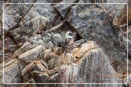 Paracas National Reservation (94) Ballestas islands - Peruvian booby