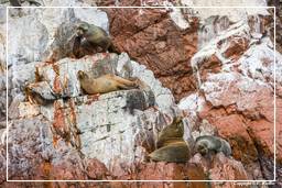 Paracas National Reservation (114) Ballestas islands - South American sea lion
