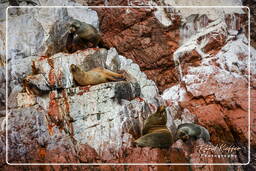 Reserva Nacional de Paracas (114) Islas Ballestas - Otaria flavescens