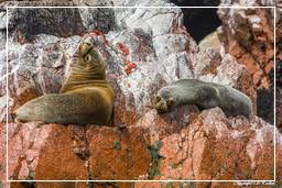 Paracas National Reservation (117) Ballestas islands - South American sea lion