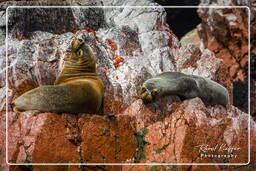 Réserve Nationale de Paracas (117) Îles Ballestas - Otarie à crinière