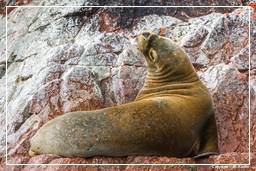 Paracas National Reservation (122) Ballestas islands - South American sea lion