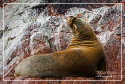 Riserva Nazionale di Paracas (122) Isole Ballestas - Leone marino sudamericano