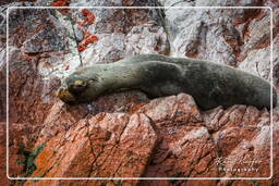 Ballestas islands - South American sea lion, Paracas National Reservation (123)