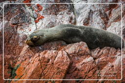 Réserve Nationale de Paracas (123) Îles Ballestas - Otarie à crinière