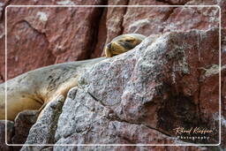 Réserve Nationale de Paracas (125) Îles Ballestas - Otarie à crinière