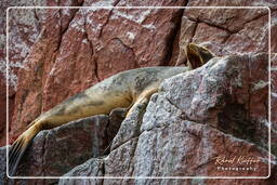 Riserva Nazionale di Paracas (126) Isole Ballestas - Leone marino sudamericano