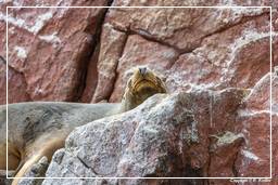 Paracas National Reservation (127) Ballestas islands - South American sea lion
