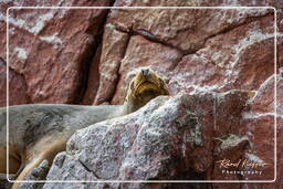 Paracas National Reservat (127) Islas Ballestas - Mähnenrobbe