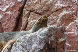 Paracas National Reservation (128) Ballestas islands - South American sea lion