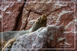 Reserva Nacional de Paracas (128) Islas Ballestas - Otaria flavescens