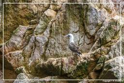 Paracas National Reservation (137) Ballestas islands - Peruvian booby
