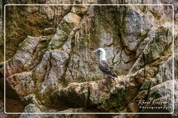 Reserva Nacional de Paracas (137) Ilhas Ballestas - Booby peruano