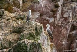 Paracas National Reservation (143) Ballestas islands - Peruvian booby