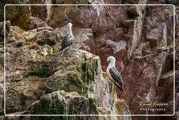 Réserve Nationale de Paracas (143) Îles Ballestas - Fou varié