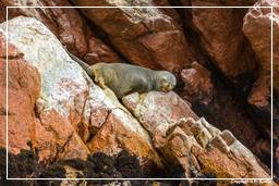 Paracas National Reservation (147) Ballestas islands - South American sea lion