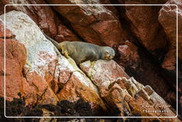 Reserva Nacional de Paracas (147) Islas Ballestas - Otaria flavescens