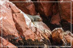 Paracas National Reservation (150) Ballestas islands - South American sea lion