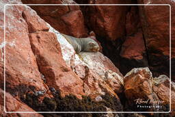 Ballestas islands - South American sea lion, Paracas National Reservation (150)