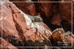 Reserva Nacional de Paracas (150) Ilhas Ballestas - Otaria flavescens