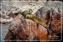 Reserva Nacional de Paracas (153) Islas Ballestas - Otaria flavescens