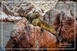 Paracas National Reservat (154) Islas Ballestas - Mähnenrobbe