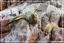 Paracas National Reservation (157) Ballestas islands - South American sea lion