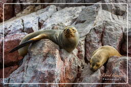 Réserve Nationale de Paracas (157) Îles Ballestas - Otarie à crinière