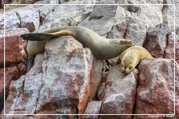 Paracas National Reservation (158) Ballestas islands - South American sea lion