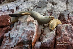 Riserva Nazionale di Paracas (158) Isole Ballestas - Leone marino sudamericano