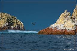 Riserva Nazionale di Paracas (163) Isole Ballestas