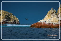 Riserva Nazionale di Paracas (163) Isole Ballestas