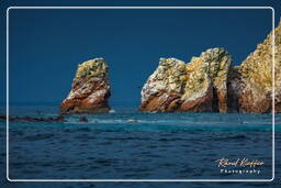 Réserve Nationale de Paracas (165) Îles Ballestas